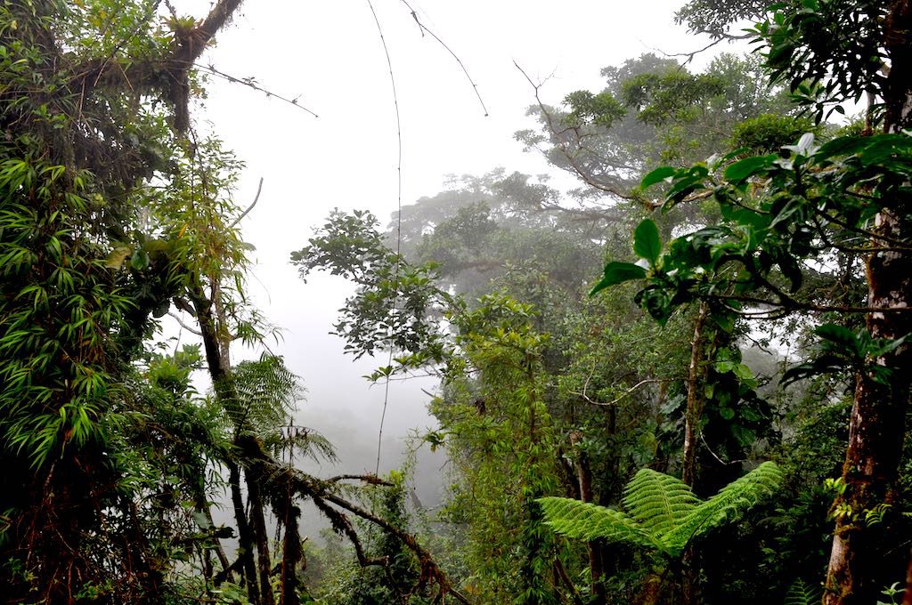 Unterwegs im Nebelwald in Costa Rica