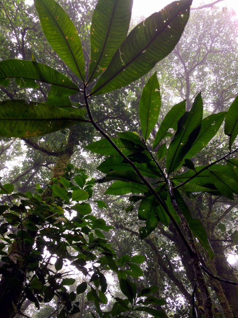 Unter dem Blätterdach - natürlicher Regenschutz
