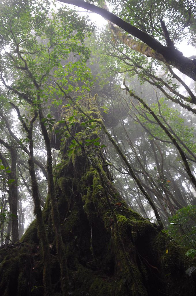 Ein Hauch von Herr der Ringe: ein Jahrhunderte alter Baum im Nationalpark Santa Elena.